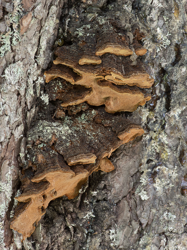 Phellinus laricis